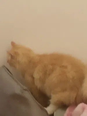 سكوتر درفت الاصلي
