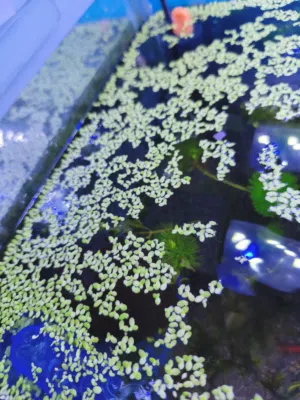 طبيعي للحوض - غذاء صحي Duckweed اللأسماك ونقاء الماء