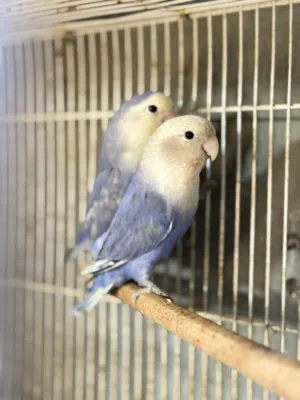 للبيع طيور حب احتمال زوج