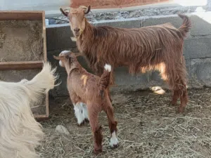 للبيع شاه صمعه من حلال الجواميد تحتها جدي