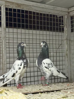 للبيع طيور باكستانية اقرا الوصف