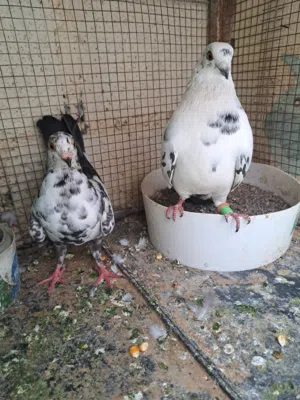 جوز حمام للبيع