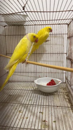 للبيع دره الاصفر