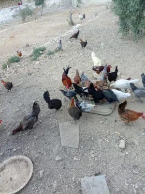 جاج  للبيع كوم وبلحبه على وجه شغل وفي فراخ عمر 6 اشهر وفي 5 اشهر صحه ونضافه ماخذات جميع المطاعيم