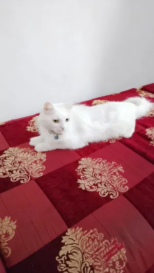 بيع قطة وصغارها