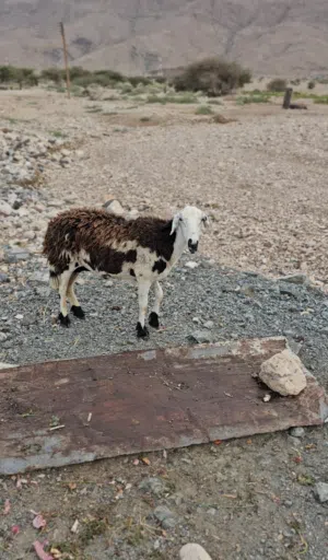 بيع جعد عمانية