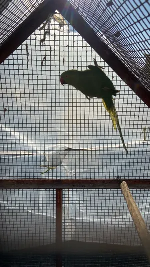 ببغاء دره غير أليف للبيع أو بدل