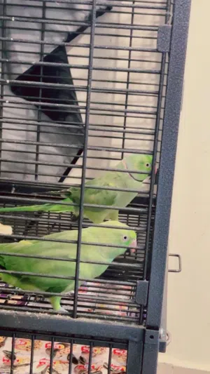 Big cage with pair green ring neck parrots