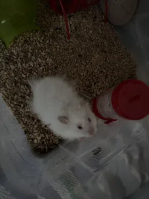 هامستر سوري للبيع