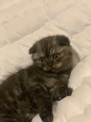 قطط سكوتش فولد بيور للبيع