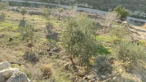 ‏الاستخدام المتعدد ‏.‏ 1600 م٢ ‏.‏ المالك‏4