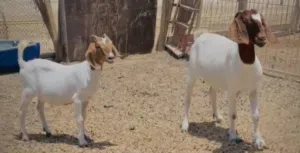 للبيع ماعز