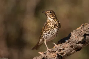 زوج شحرور الملقب بالمطرب.. اقرا التفاصيل