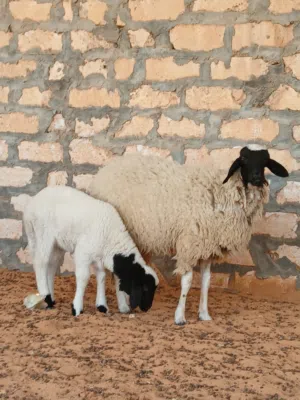 فطيمة تنيه والدة تحتها فطيمه