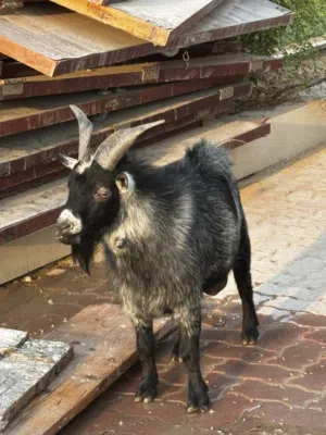 Pygmy goat male 2 years old  فحل ماعز العمر سنتين