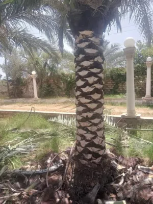 فني تخيل و اشجار ويوجد منشار بنزيمه 