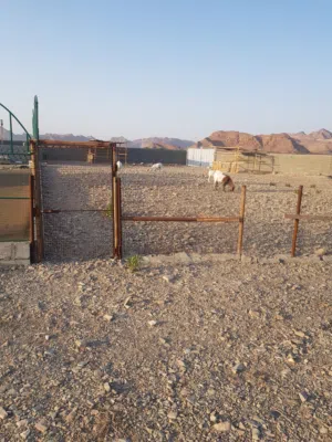 Farm Land for Rent in Muscat Amerat