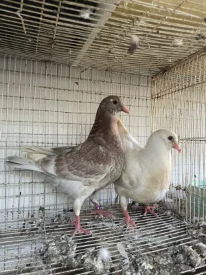 تاكسن لاحم مكاو