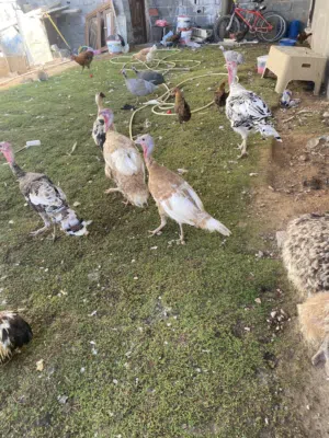 دجاج ووز وبط وديك رومي وارانب وبقلينوا