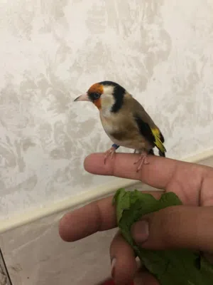فرخ عش كبيس اليف معو شريط نهرات