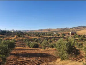 Mixed Use Land for Sale in Mafraq Nadira