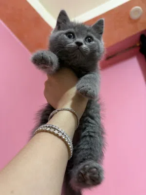 قطط سكوتش شورت هير