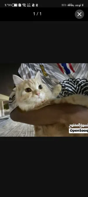 قط شيرازي للبيع او البدل