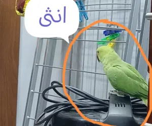 جوز ببغاء دره هندي  للبيع  الذكر طبعن بدارت طوق البع بدون قفص والتواصل عبر الرسأل