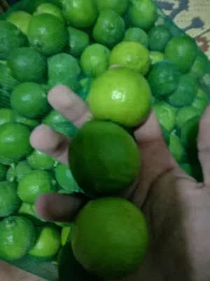 ليمون عماني للبيع