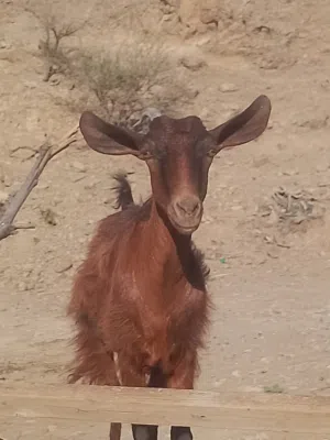 حلال من ظفار سلاله طيبه