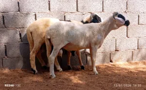 على بركه الله  زوز حوالا مطلع تبارك الرحمن