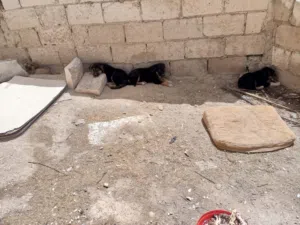 أربعة جراوة بلدي بعمر 3 شهور تقريبا