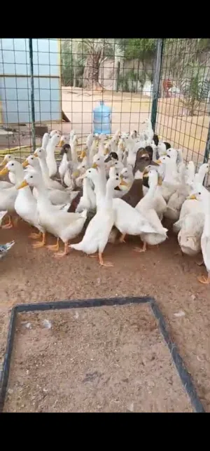 للبيع بط محلي