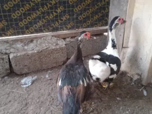 زوج بط مصري مطلوب 7 نهايه موقع لوى . زوج منتج كبار