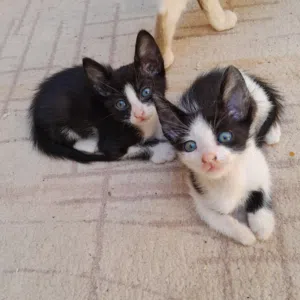 قطط صغيرة مميزة للتبني (توكسيدو و كاو كات)