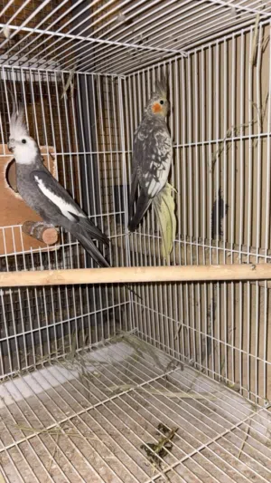 للبيع زوج كوكتيل منتج