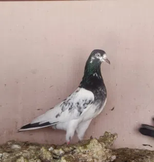 حمام باكستاني طيار