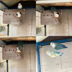 زوج لاف بيرد ( طيور حب )