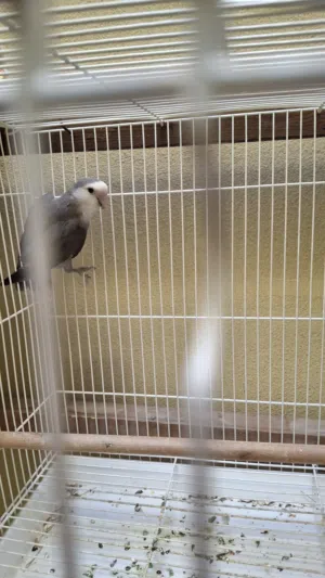 للبيع طير لافبيرد ذكر منتج