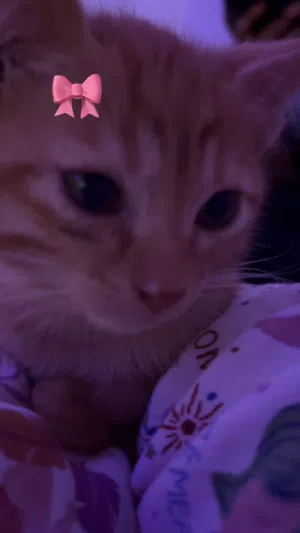 4 Month Old Orange Kitten For Sale
