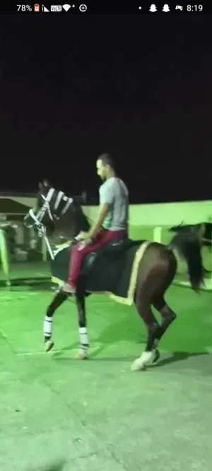 مدرب ركوب الخيل و عسف الخيل وترويضها