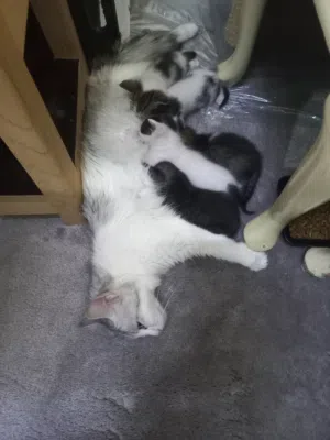 I have problem I need go to country ths why I need sale this cat is very good cat is one giving baby