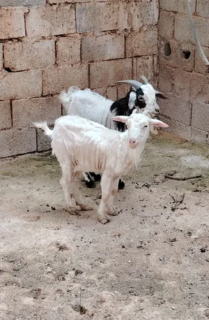 Goats2