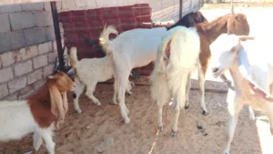السلام عليكم للبيع 3 معزات هجين سلالة ربي يبارك  زوز والدات وحدة بصحتها مبيوع ضناها البيضة  سنونهم ا