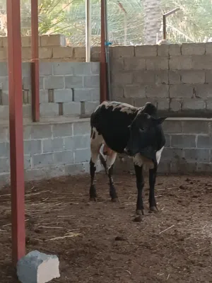 ثيران اثيوبه