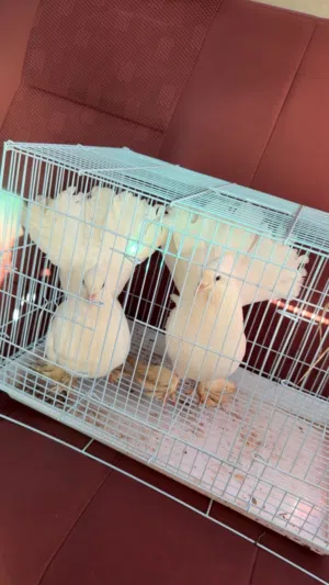 حمام شمسي منتج