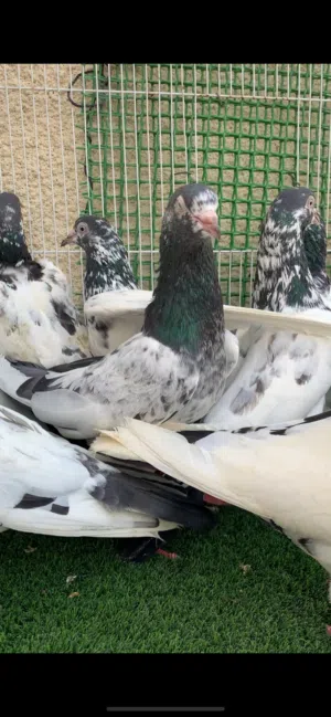للبيع حمام باكستاني 10 حبات