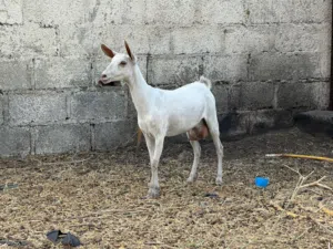 عنز صلاليه