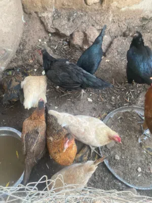 موجود دجاج بلدي و باكستاني  للبيع في جرش المجر ...الي مهتم يتواصل على رقم ...