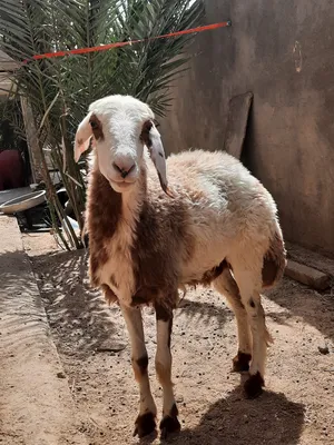 ‏أبقار‏4